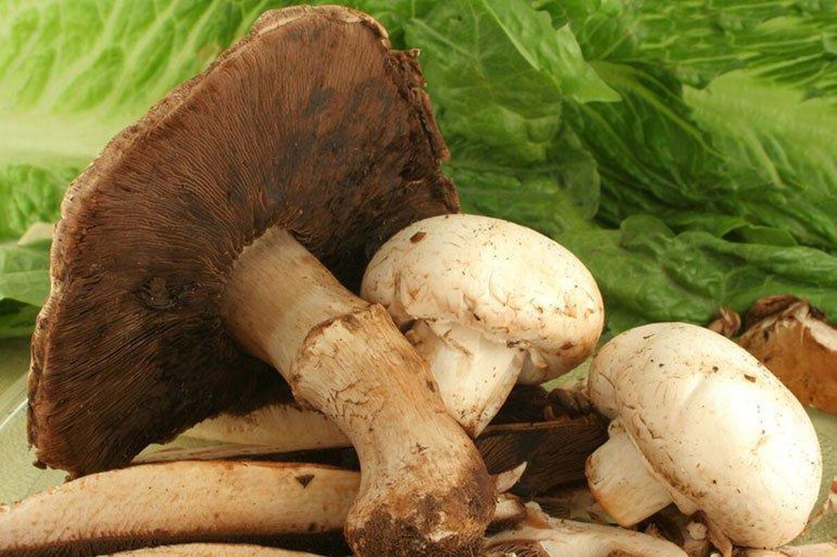 شیوع مسمومیتهای ناشی از قارچ در کشور شیوع مسمومیتهای ناشی از قارچ در کشور
