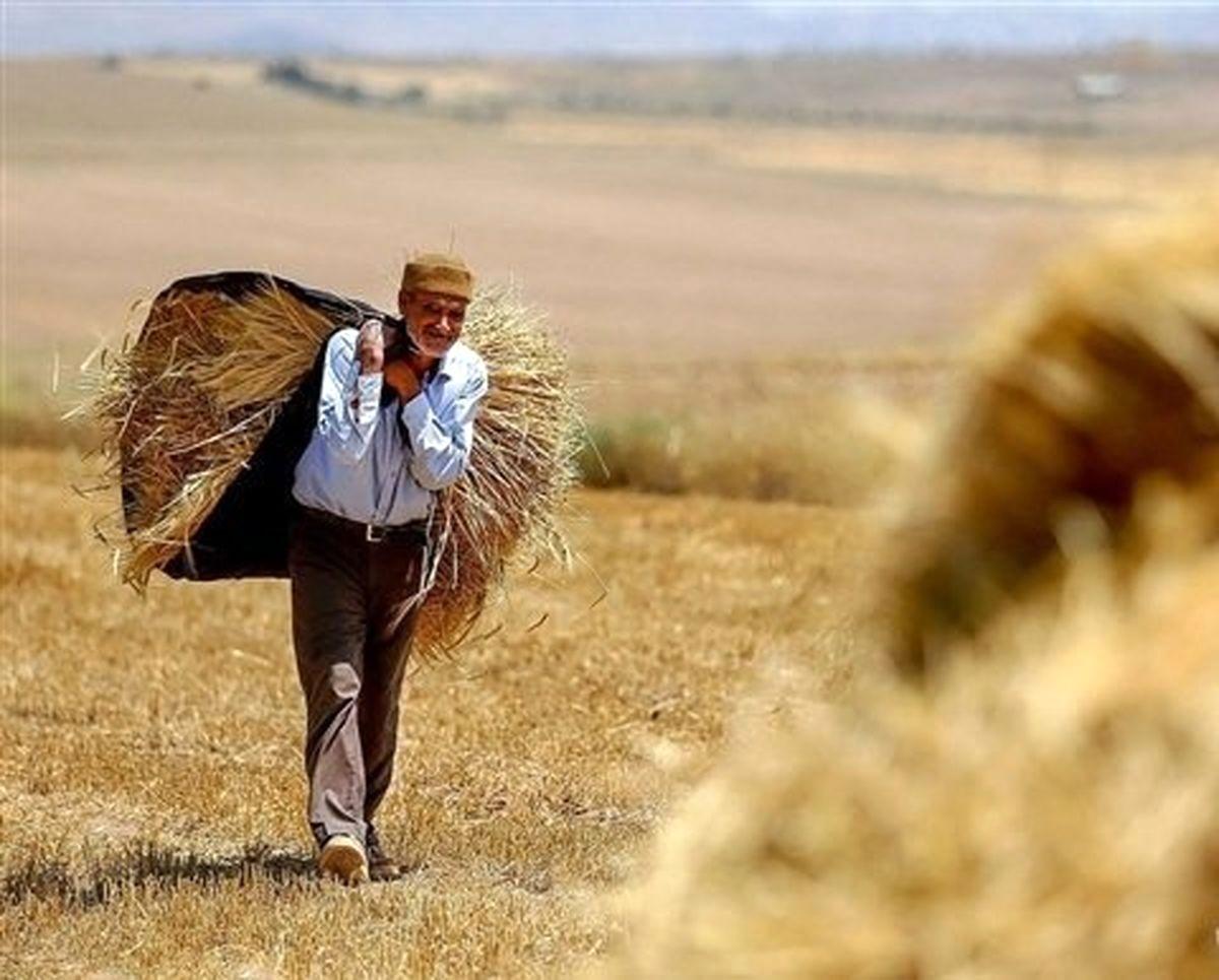 زمان پرداخت قطعی مطالبات گندمکاران اعلام شد زمان پرداخت قطعی مطالبات گندمکاران اعلام شد