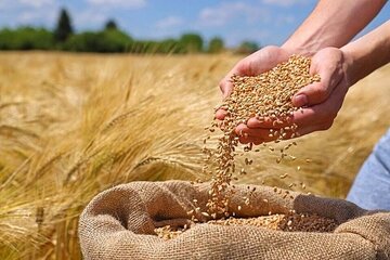 گندمکاران بخوانند/ یک اتفاق مهم درباره پرداخت مطالبات گندمکاران گندمکاران بخوانند/ یک اتفاق مهم درباره پرداخت مطالبات گندمکاران
