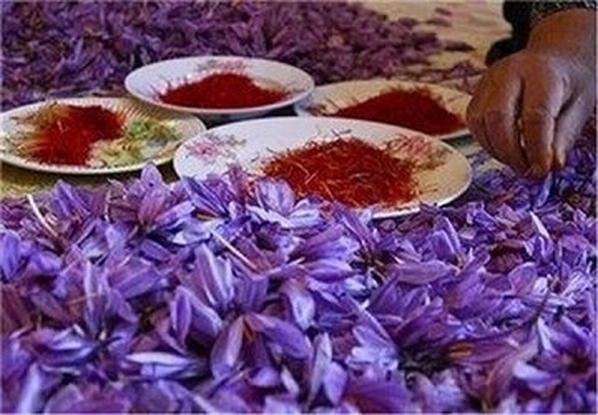 قیمت جدید زعفران اعلام شد/ زعفران کیلویی چند؟ قیمت جدید زعفران اعلام شد/ زعفران کیلویی چند؟