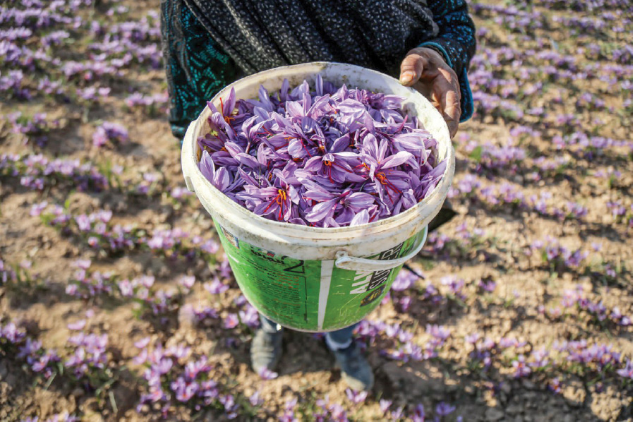 زعفران ایرانی سودی خالص برای افغانی! زعفران ایرانی سودی خالص برای افغانی!