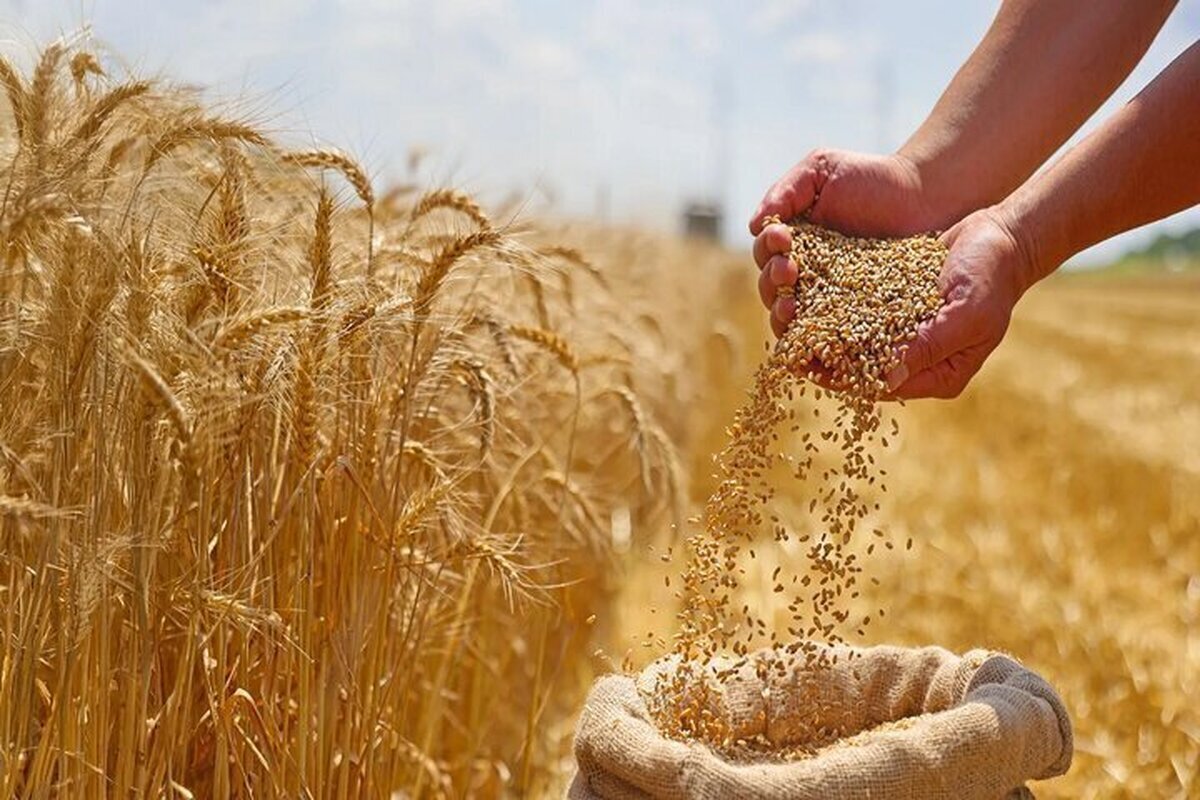 واریزی جدید دولت برای گندمکاران / مطالبات تا این تاریخ تسویه شد واریزی جدید دولت برای گندمکاران / مطالبات تا این تاریخ تسویه شد